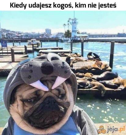 Najlepsze memy o morsowaniu na rozpoczęcie sezonu! Uśmiech gwarantowany 