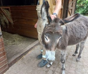 Mini ZOO w Lesznie ma nowych mieszkańców. To owce, konie i osioł