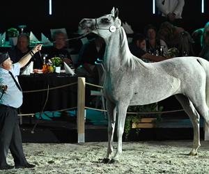 Porażka Pride of Poland 2024? Zyski są zdecydowanie niższe niż rok temu