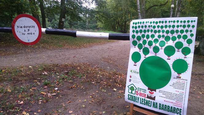 Toruń ustanowił rekord... w przytulaniu drzew! 