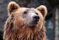 Niedźwiedzie na szlakach w Tatrach! Popularne miejsca zagrożone, coraz więcej zgłoszeń