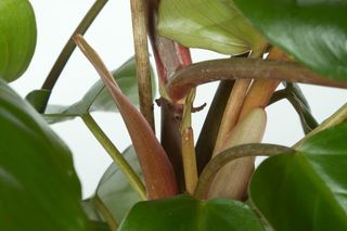 Filodendron czerwieniejący - Philodendron erubescens