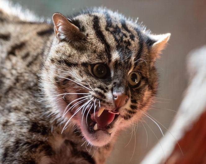 W Orientarium ZOO Łódź zamieszkały taraje