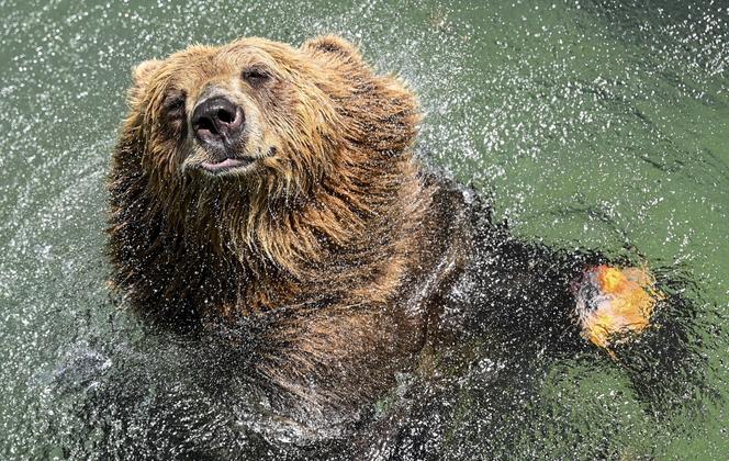 Lody z rybami i zimne prysznice – tak zwierzęta w Zoo radzą sobie z upałami [ZDJĘCIA]
