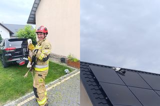 Młody bocian ugrzązł pomiędzy panelami fotowoltaicznymi! Na pomoc ruszyli strażacy