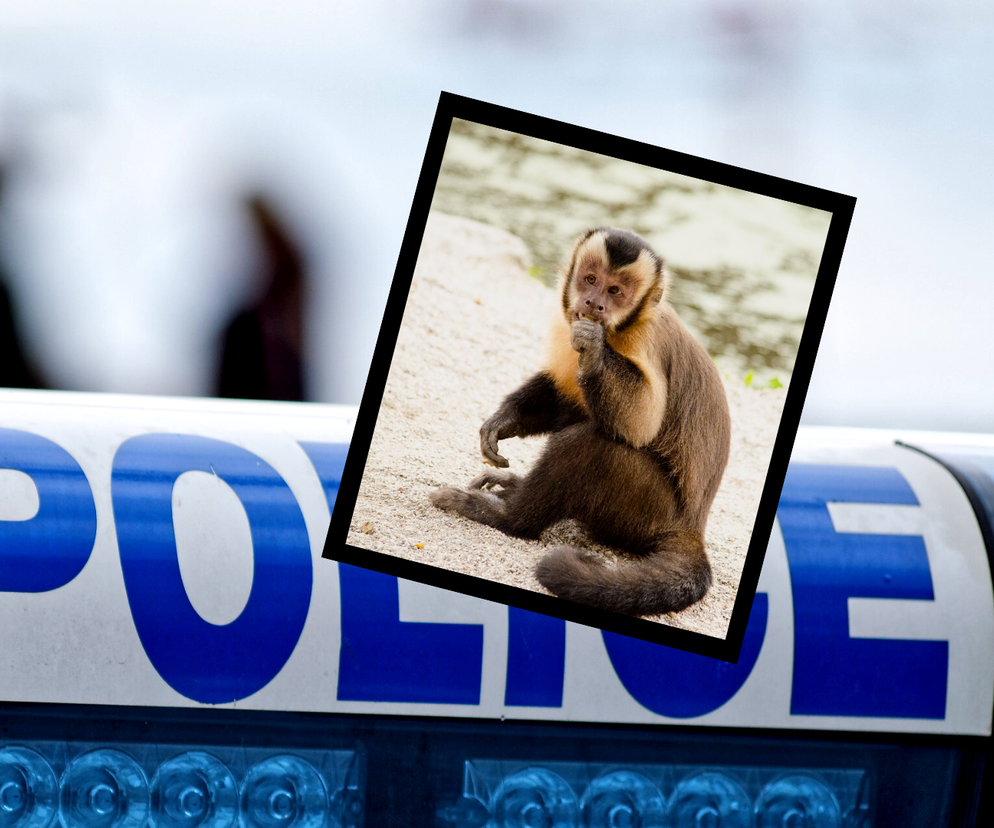 Małpka zadzwoniła na policję