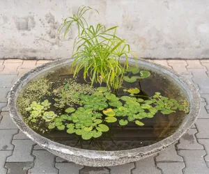 Plac Nowego Sąsiedztwa: warsztaty Centrali na temat wodnego ogrodnictwa
