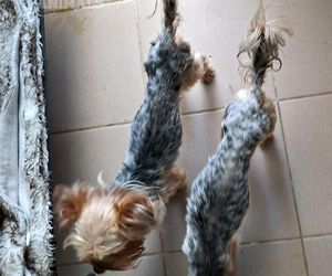 Nie żyje właścicielka pseudo hodowli w Bydgoszczy! 85 psów żyło w strasznych warunkach