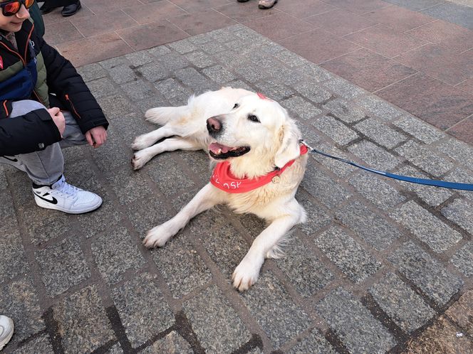 33. Finał WOŚP z grupą krakowskich Golden Retrieverów