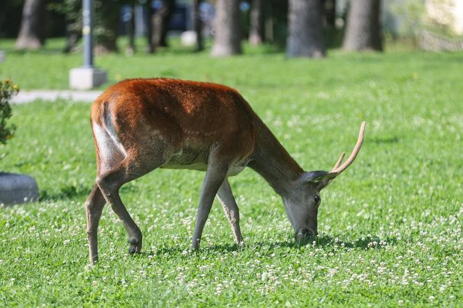 Łanie i jelenie w Zakopanem