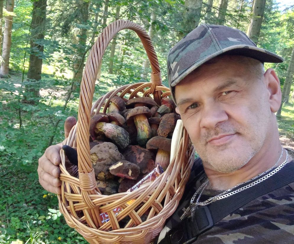 Borowik ceglastopory  pojawił się w starachowickich lasach. Można zebrać koszyk