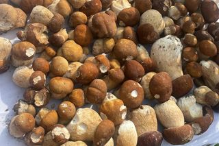 Wysp grzybów w woj. lubelskim