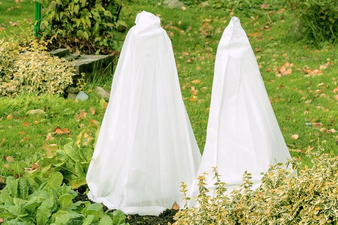 Okrywanie roślin na zimę