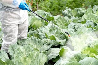 Pestycydy tak niebezpieczne jak papierosy? Naukowcy przerażeni wynikami