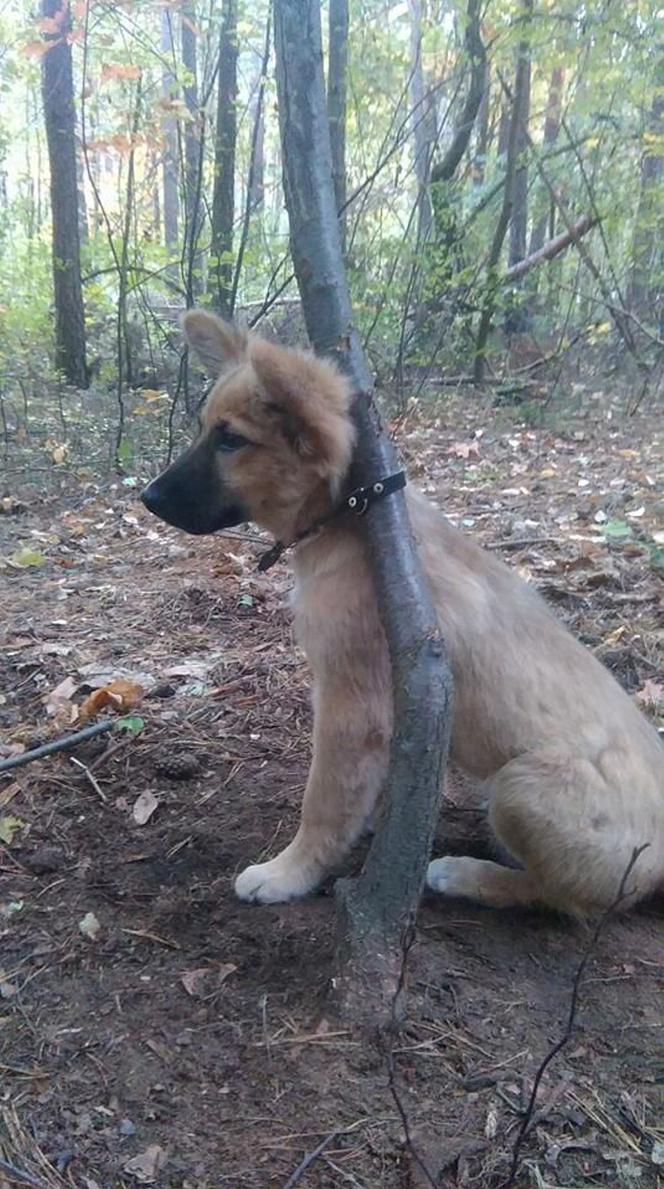 Nieludzki pan przywiązał mnie w lesie