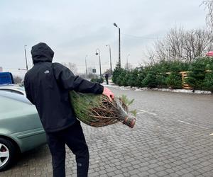 Ceny choinek w Lublinie. Warto sprawdzić pień w miejscu ścięcia