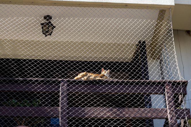 Siatka na balkon dla kota - rodzaje