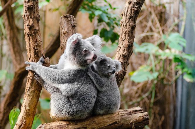 Wrocławskie zoo pomaga zagrożonym zwierzętom w Australii
