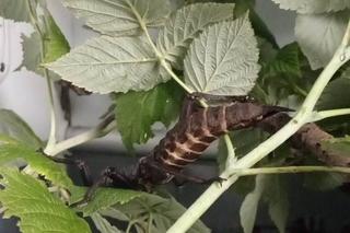 Para owadów podróżowała w paczce InPostu. Znaleźli ją pracownicy magazynu. Straszyki trafiły do Ekostraży