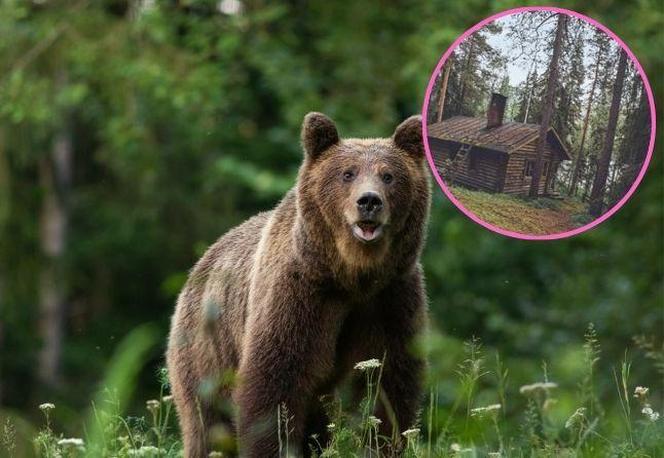 Znajdziesz misia na obrazku? Udaje się to tylko najbystrzejszym!
