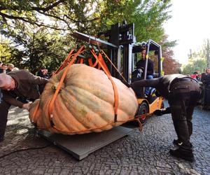 Dynia gigant z Dolnego Śląska najcięższa w Polsce! Waży prawie tonę [ZDJĘCIA]