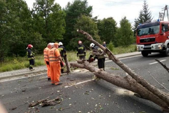   Drzewo przewróciło się na jadący samochód DK nr 42. Kierowca trafił do szpitala 