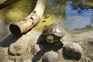 Światowy Dzień Żółwia