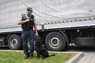 Labradorka Hera odnalazła porzucone szczeniaki w Żurawicy