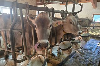 Kobieca przyjaźń w rytmie slow. Nasze dni w sercu Południowego Tyrolu