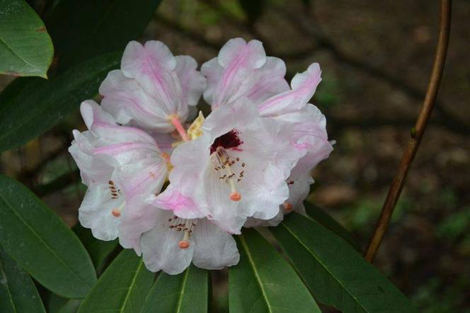 Różanecznik syczuański,Rhododendron sutchuenense