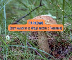 Parkowo (powiat obornicki)