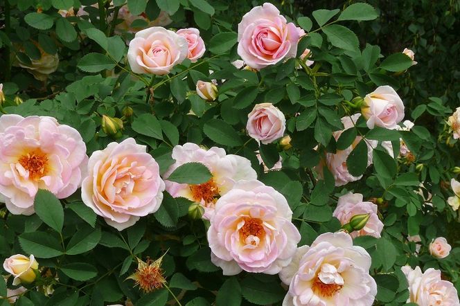 Roze – krzewy ozdobne do ogrodu. Sadzenie i rozmnazanie krzewow roz