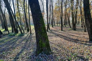 Park Miejski w Toruniu