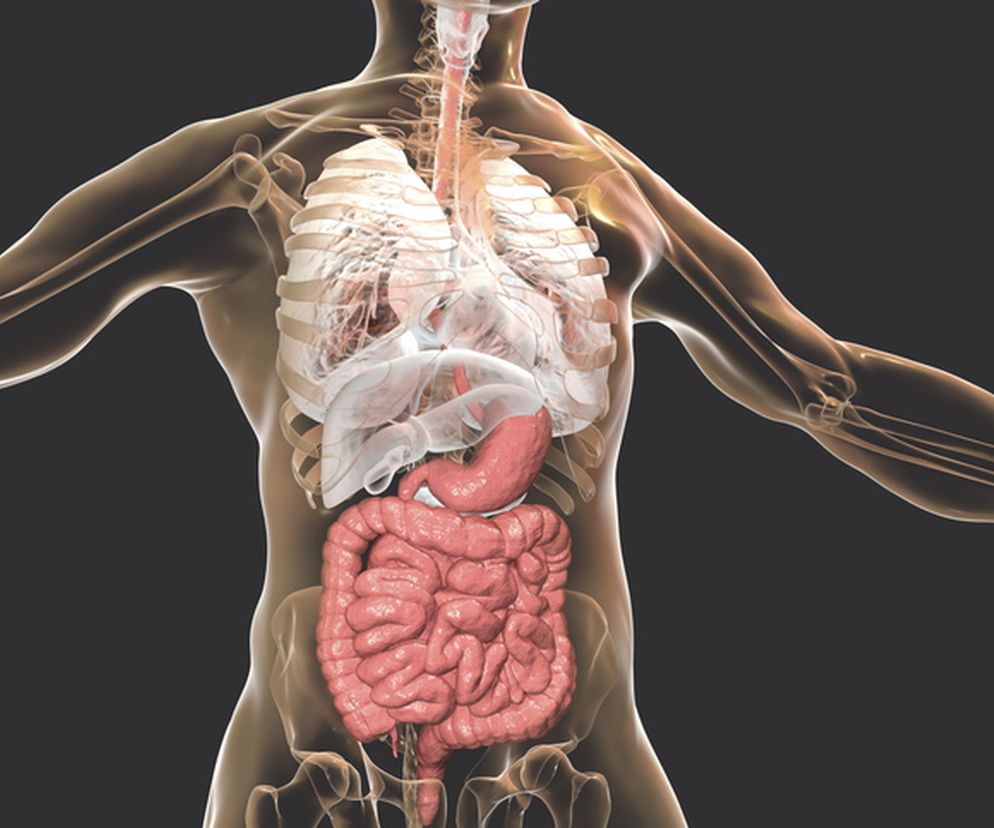 Jama brzuszna – budowa, funkcje i najczęstsze schorzenia