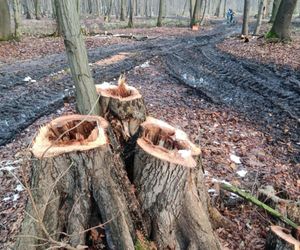 Drzewa w parku Zielona w Dąbrowie Górniczej zaatakował grzyb z Azji. Trwa wycinka