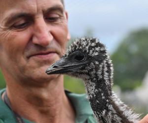 Pisklęta emu zamieszkają w poznańskim ZOO 