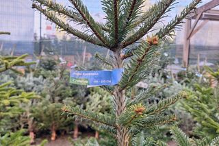 Czy w tym roku zapłacimy więcej za święta? Świąteczne ceny w Rzeszowie 