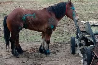 Zagłodzone i brudne konie były niehumanitarnie mordowane? Policjanci skontrolowali hodowlę w Wodzisławiu Śląskim [ZDJĘCIA]