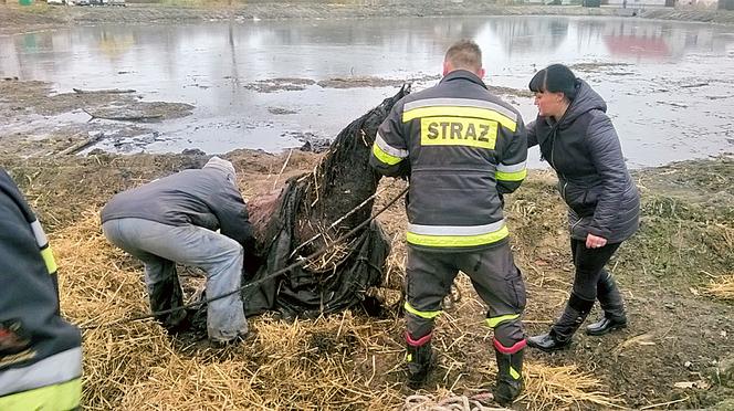 Masowali konia aż wstał 