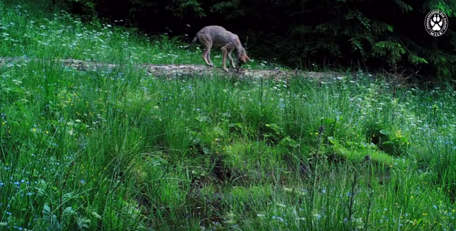 Wilki w Beskidzie Żywieckim