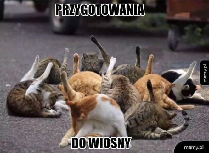 Wiosna 2025: Memy opanowały internet! Zobacz najzabawniejsze memy na powitanie wiosny [21.03.2025]