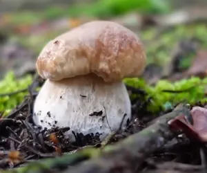 W wielkopolskich lasach są już pierwsze grzyby!