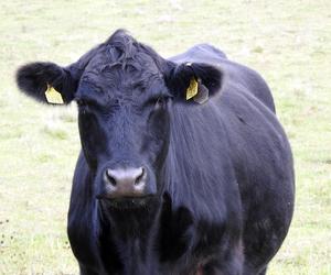 Niemiecka krowa wykopała pocisk na pastwisku