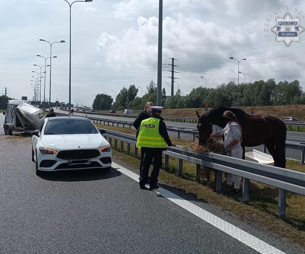 Na autostradzie w Gliwicach stoi...koń. To nie żart!