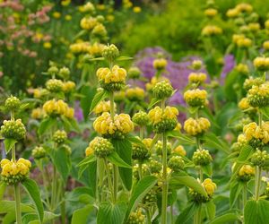 Żeleźniak żółty = żeleźniak Russela - Phlomis ruseliana