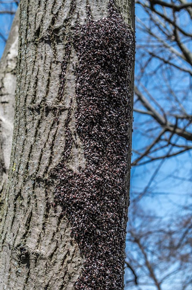 Oxycarenus lavaterae