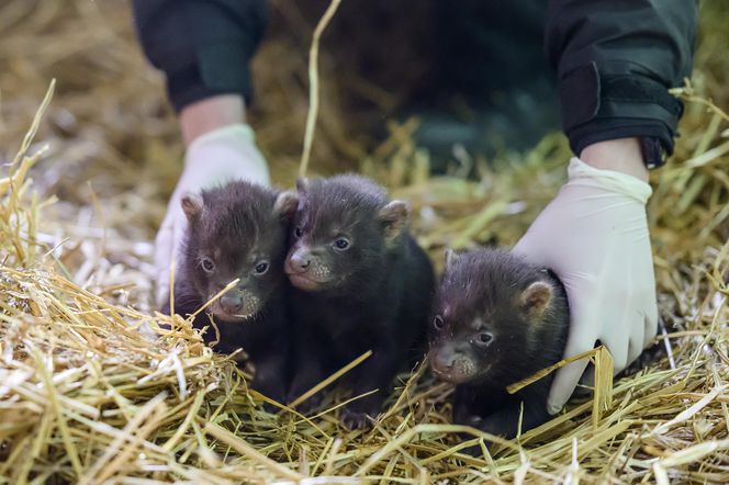 Najsłodsze trojaczki w Łodzi! W zoo urodziły się pieski leśne