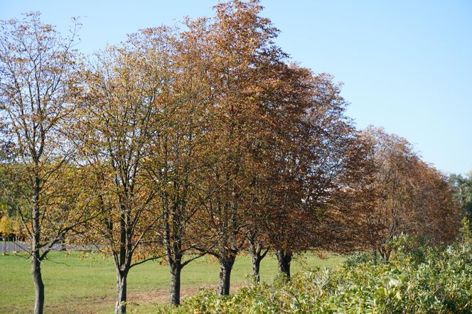 Park im. św. Jana Pawła II w jesiennych barwach