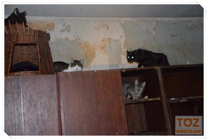 38 chorych, wygłodzonych kotów znalezionych w mieszkaniu małżeństwa na Gądowie. Szukają domów