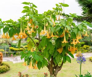 Niesamowita Datura. Zdjęcia